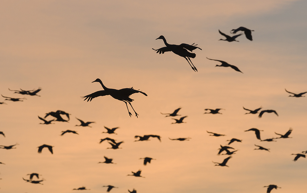 Sandhill cranes landing at roosting site before sunset - photo by Ted Thousand